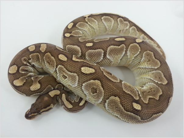 Northwest Reptiles - Ball Pythons for sale - Ball Python breeder