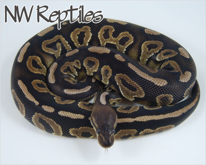 Northwest Reptiles Cinnamon Pastel Ball Python Description and Photos