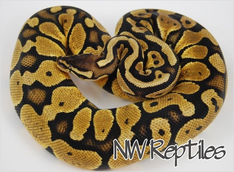 Green Pastel Ball Python