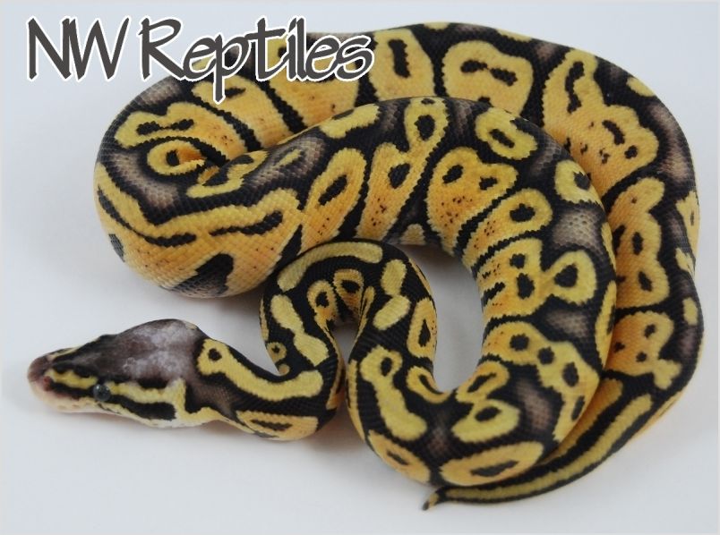 Northwest reptiles super pastel ball python description and photos