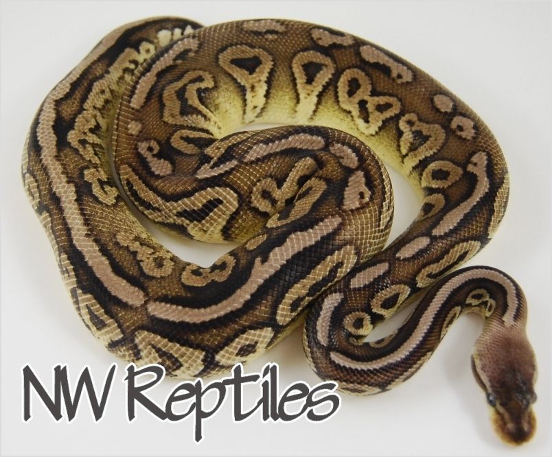 Lesser Cinnamon Ball Python