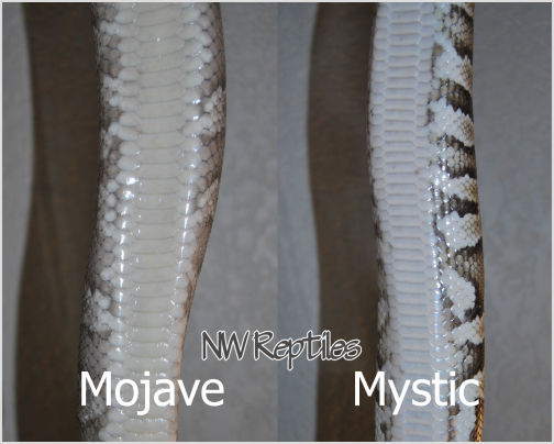 Compare Mojave and Mystic Ball Pythons