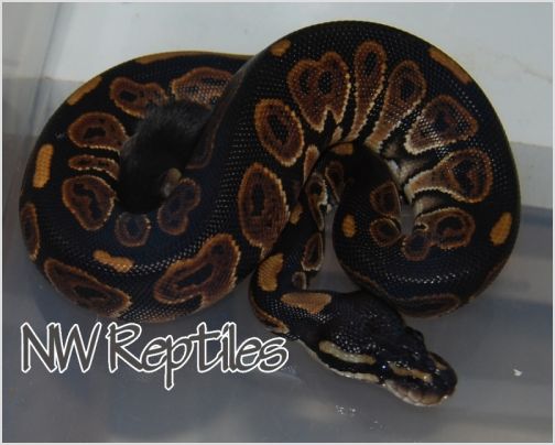 Image of Black Pastel Ball Python