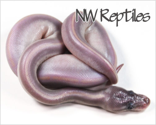 Image of Mystic Potion Ball Python