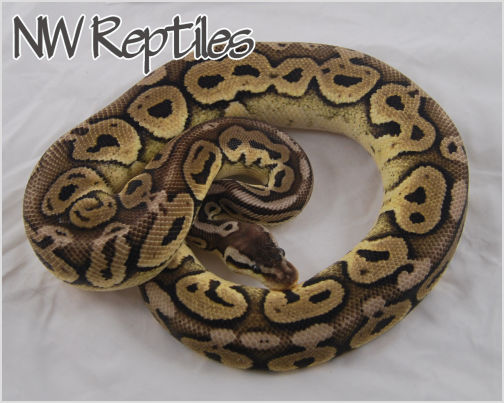 Image of Black Pewter Ball Python