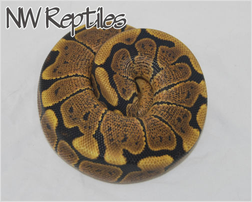 Image of Woma Black Pastel Ball Python