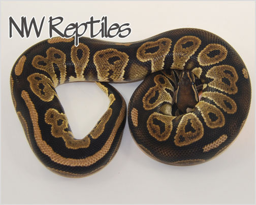Image of Black Pastel Ball Python