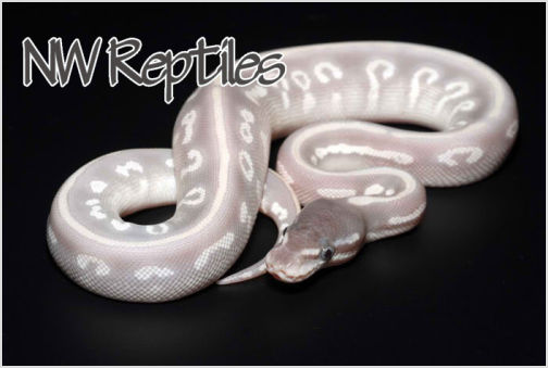 Image of Mystic Potion Ball Python