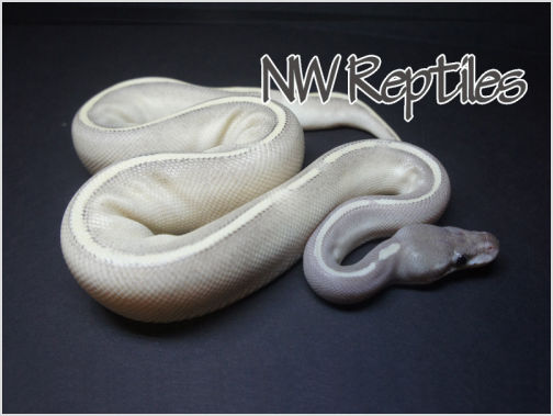 Image of Mystic Potion Ball Python