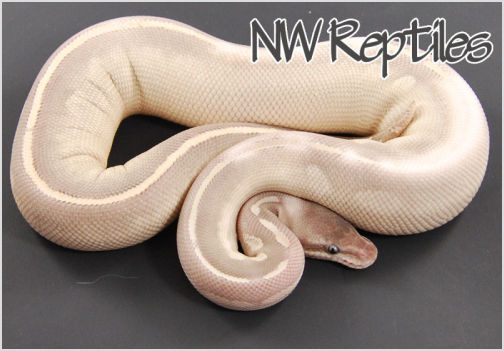 Image of Mystic Potion Ball Python