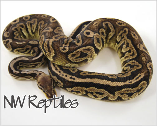 Image of Black Pewter Ball Python