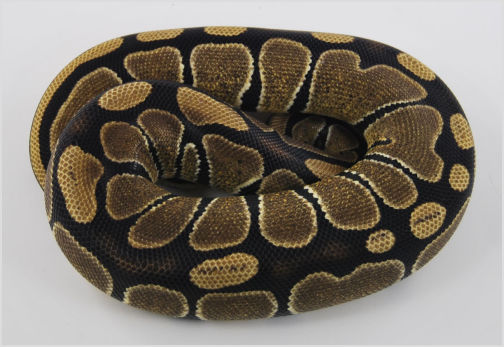 Image of Normal Ball Python Ball Python