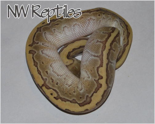 Image of Butter Pinstripe Ball Python