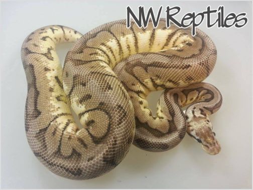 Image of Pewter Bee Ball Python
