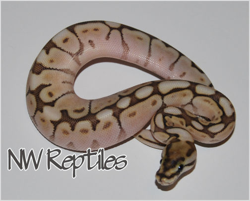 Image of Butter Bee Ball Python