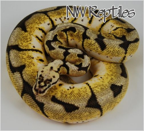 Image of Bumble Bee Ball Python