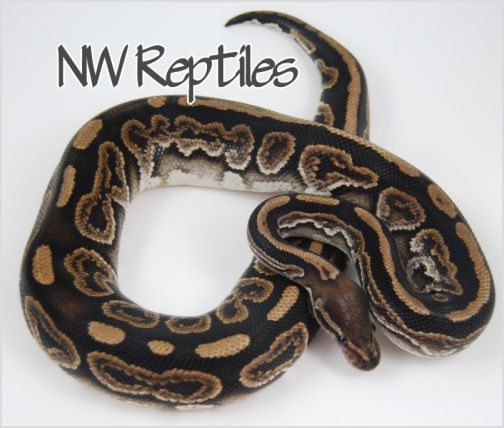 Image of Black Pastel Ball Python