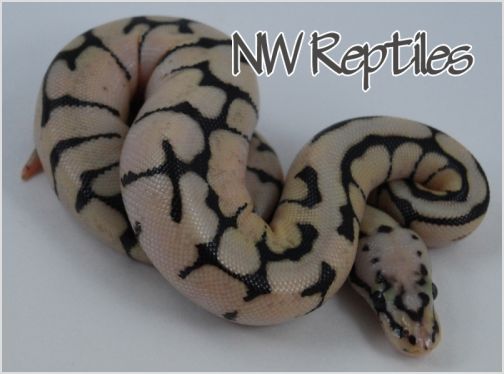 Image of Bumble Bee Ball Python