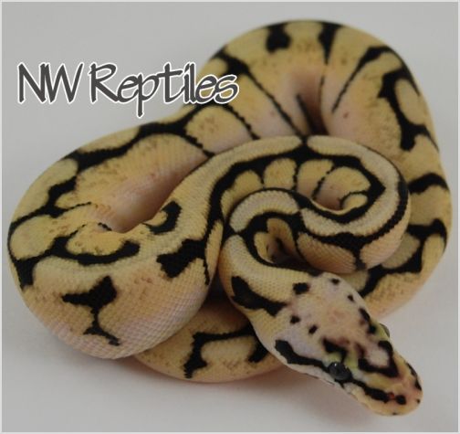 Image of Bumble Bee Ball Python