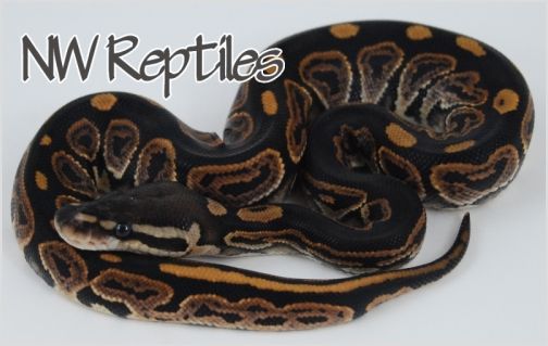 Image of Black Pastel Ball Python
