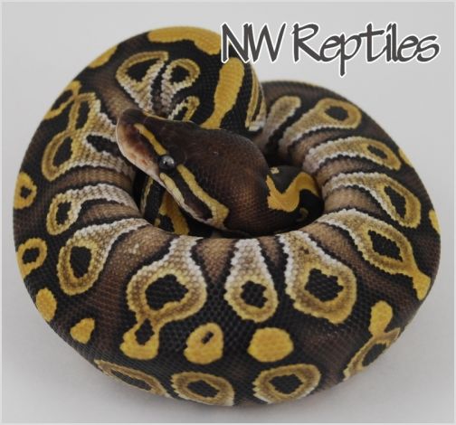 Image of Mojave Ball Python