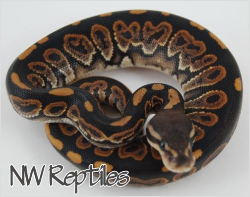 Image of Black Pastel Ball Python
