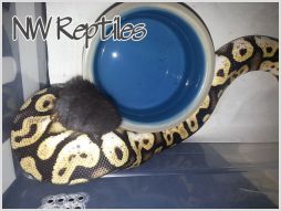 Ball python eating
