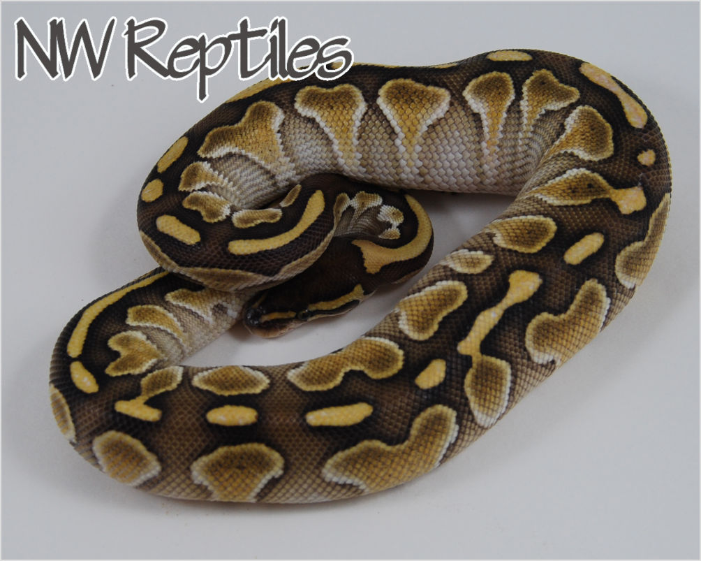 Northwest Reptiles - Butter Ball Python Description and Photos