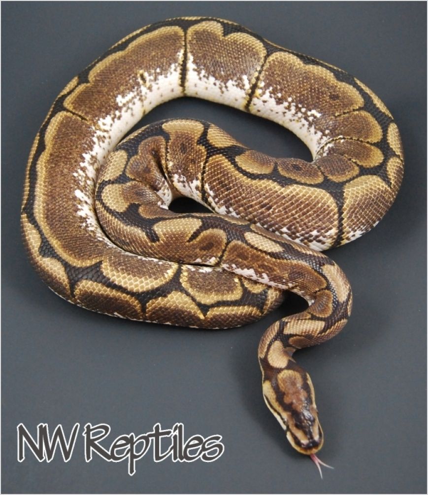 Northwest Reptiles - Spider Ball Python Description and Photos - Ball Python  breeder