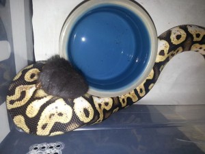 Thawing Frozen-Thawed Food For Baby Ball Pythons preview