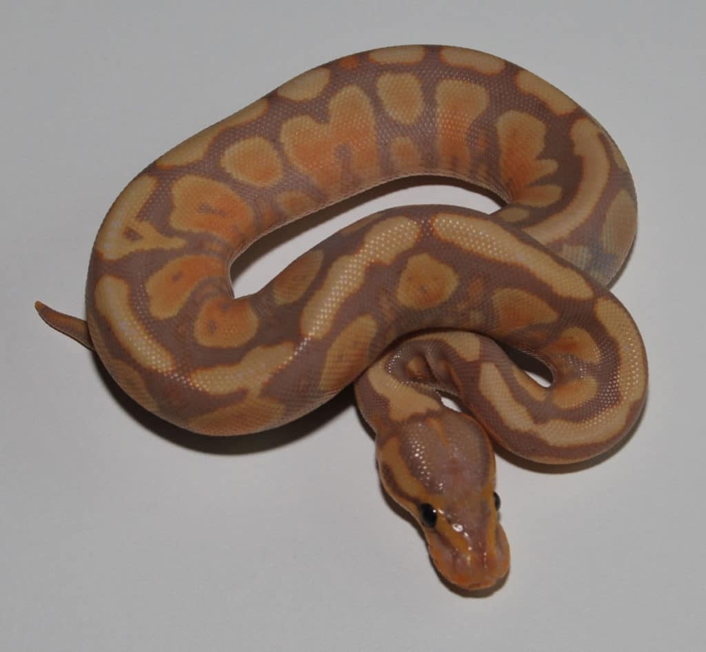 Northwest Reptiles Two new additions Northwest Reptiles Ball Python breeder