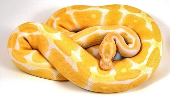 Image of Albino Ball Python