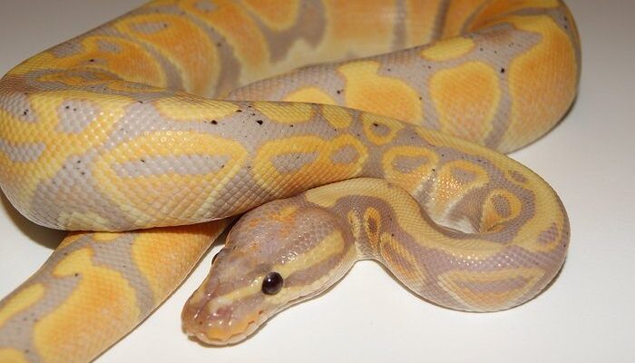 Image of Banana Ball Python