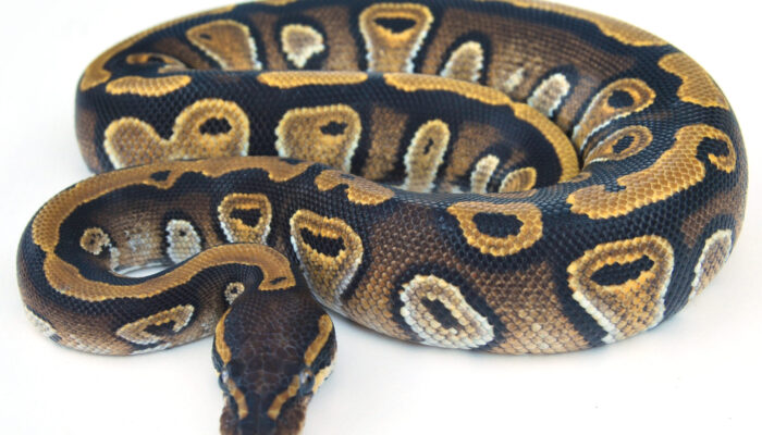 Image of Barista (Mojave Cafe) Ball Python