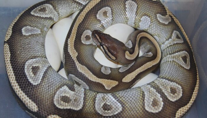 Image of Mojave Ball Python on Eggs