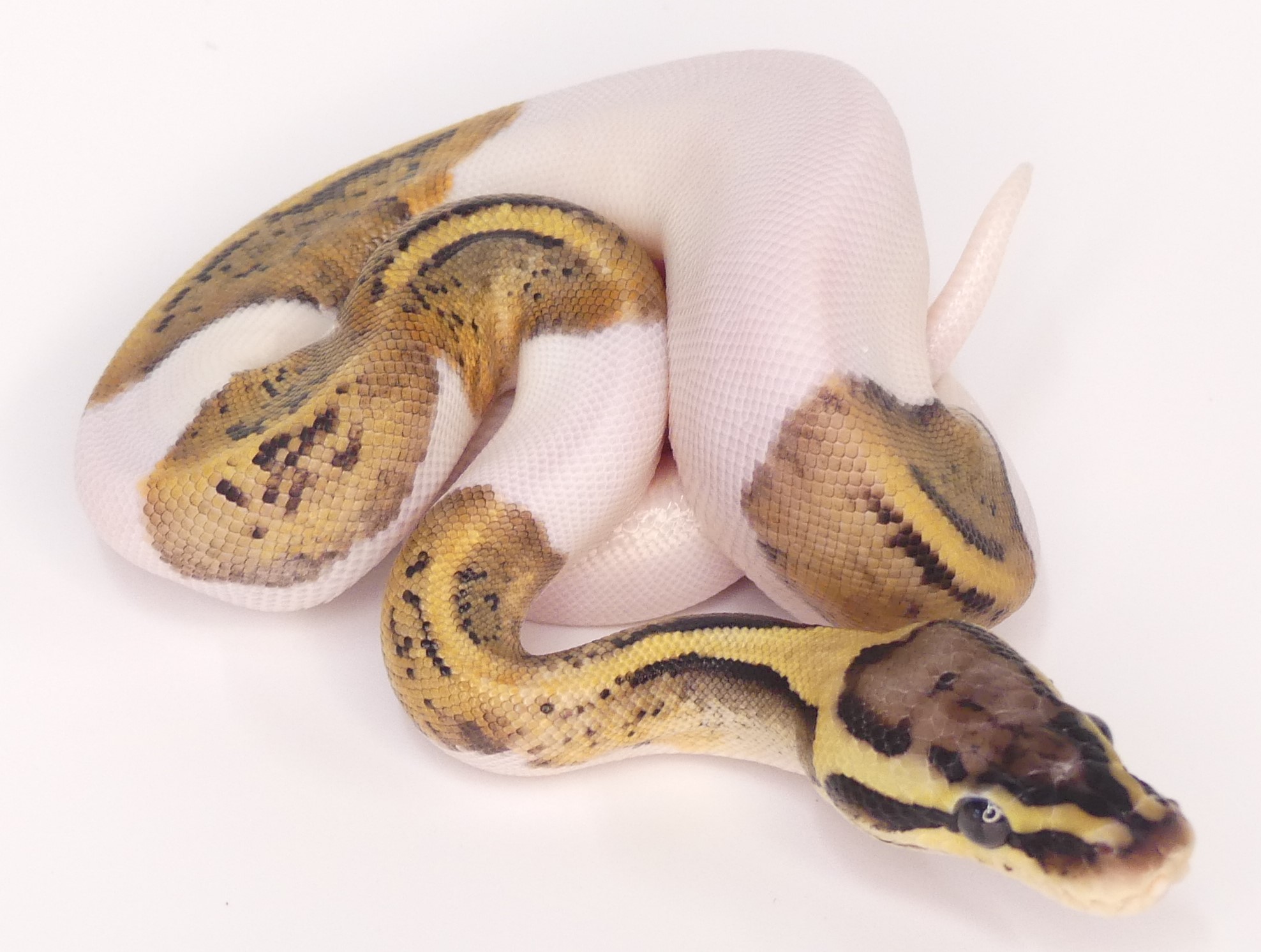 Northwest Reptiles - Ball Python Twins! - Northwest Reptiles - Ball ...