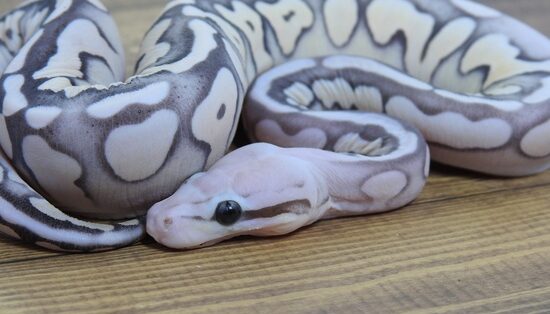 Fire Sterling Scaleless Ball Python