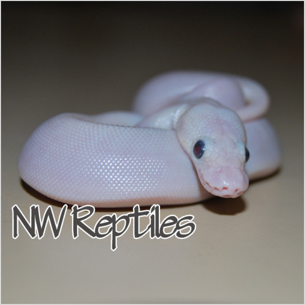 Northwest Reptiles - The Curiosities Of Ball Python Life - Northwest ...